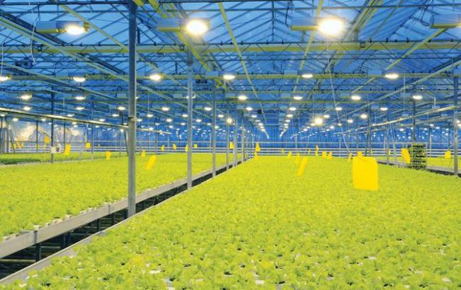 Выращивание салата