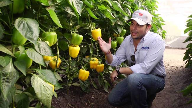 Формирование перца