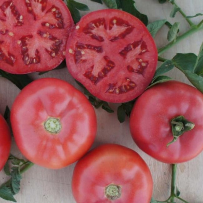 «Пинк Буш F1» 