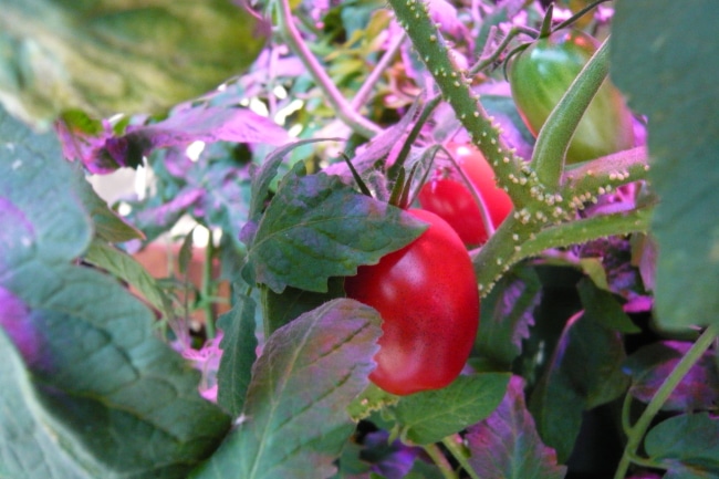 Созревание томатов