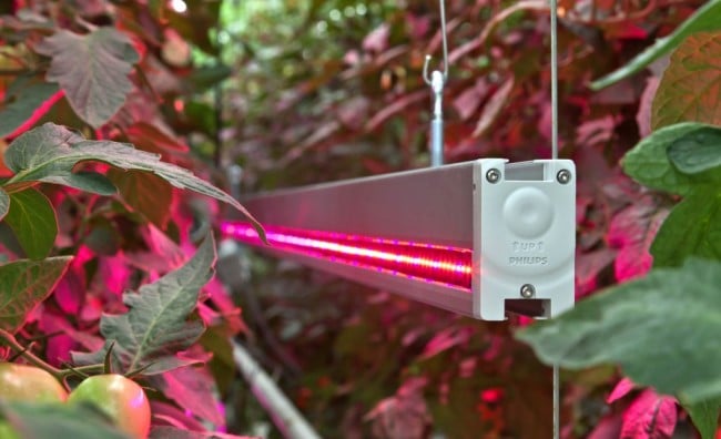 LED-светильник рядом с растением