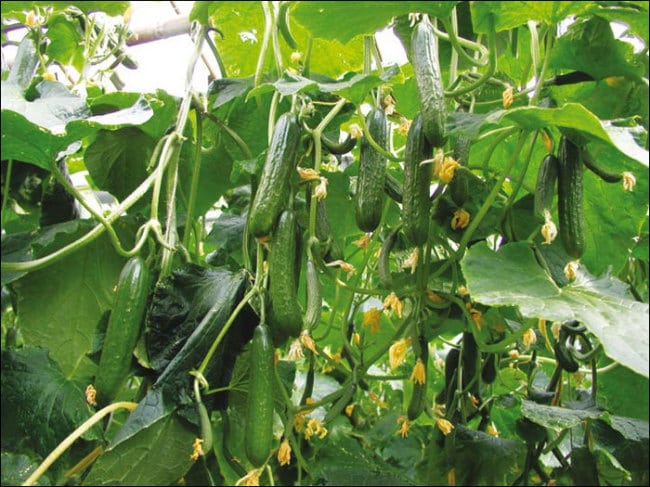 Тепличные огурцы