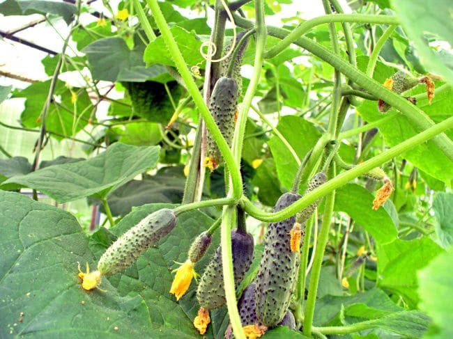 Тепличные огурчики