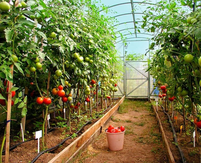 Удачные размеры теплицы