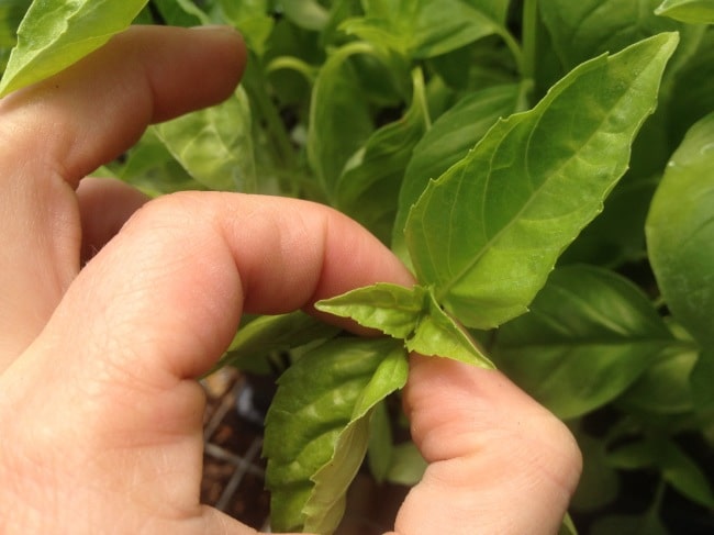 Удаление боковых побегов