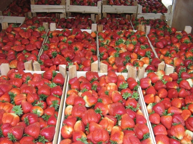 Урожай из небольшой теплице