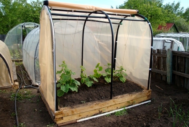 Высокий парник