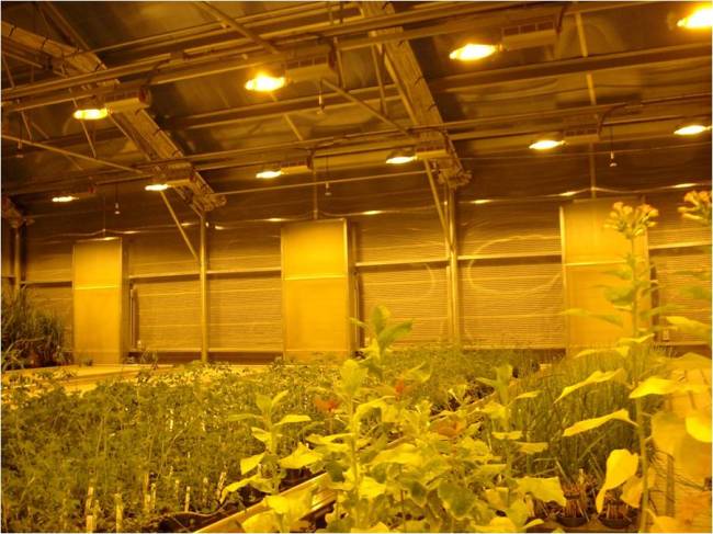 Натриевые лампы в теплице